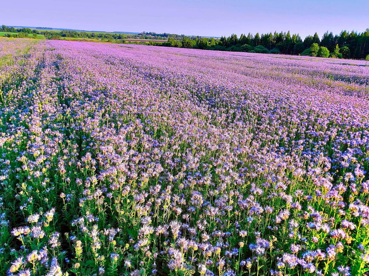 Фацелия
