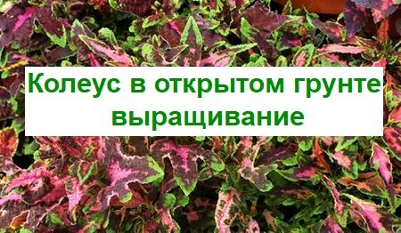 Колеус. Выращивание в открытом грунте