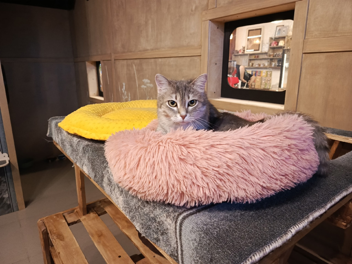 Внутри котокафе