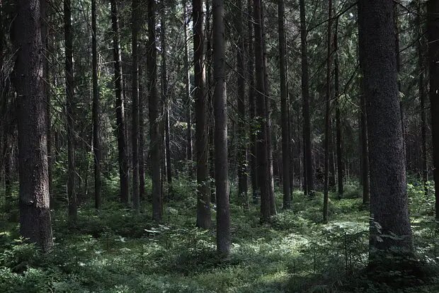    Источник: lenta.ru/ Алина Виноградова