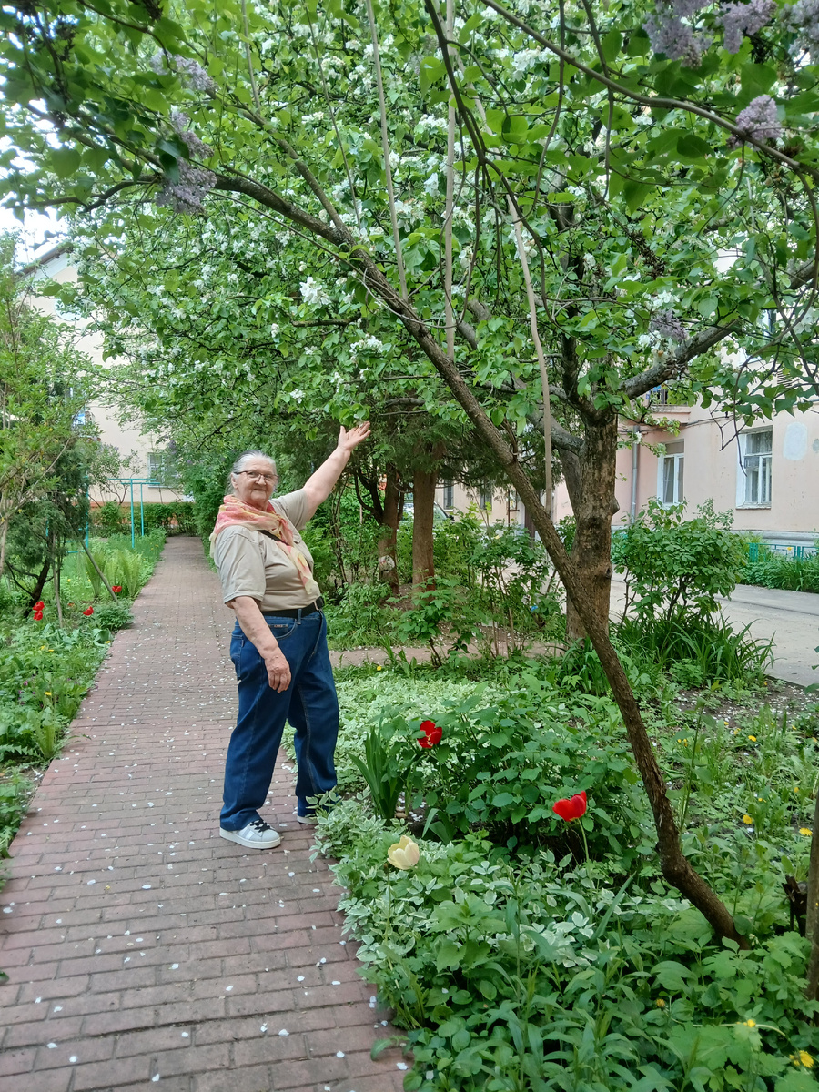 Моё фото, Яблоня в цвету. За нею ухаживает муж соседки Галины. На ней осенью бывает много яблок, всем хватает.