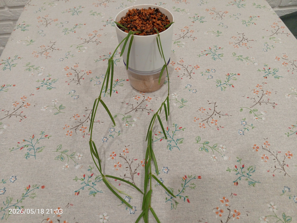 H.Linearis