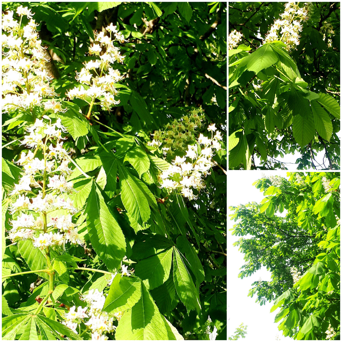 Коллаж автора 18.05.2026г.