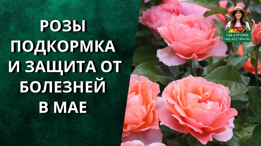 Розы подкормка под куст и защита от болезней перед цветением. Подкормка роз в мае.