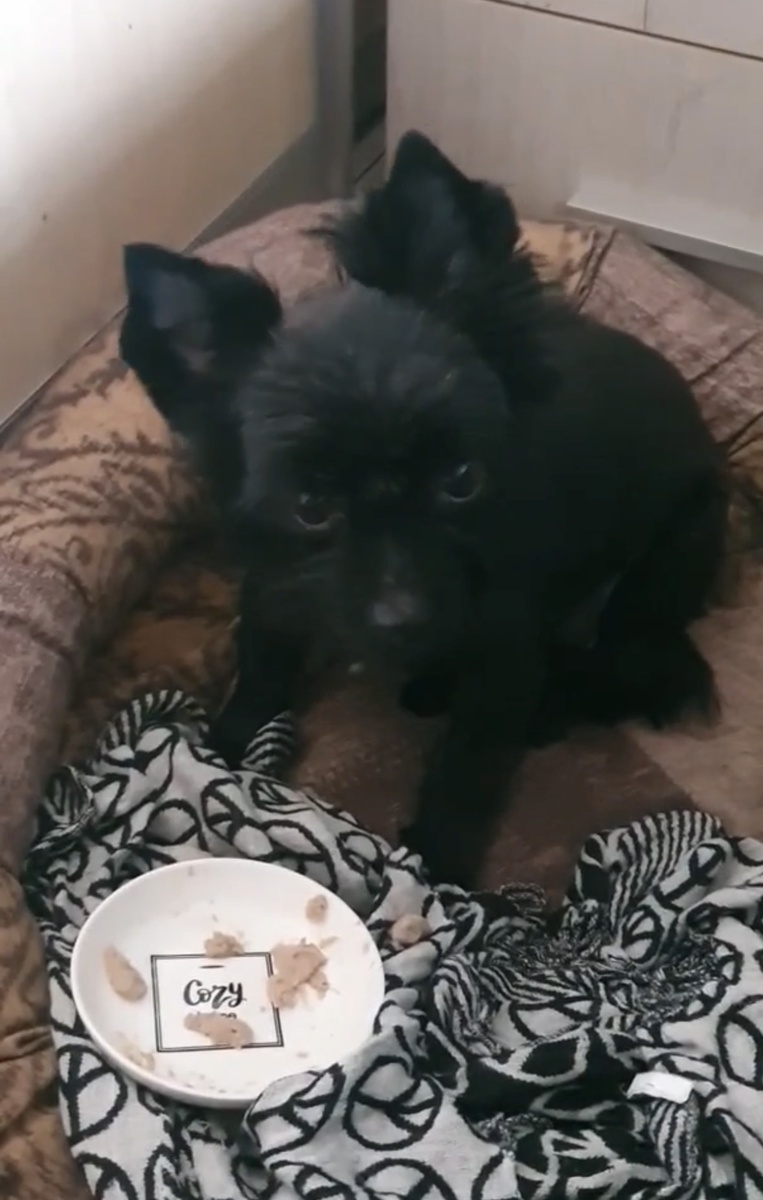 Обед по расписанию 😊🐶