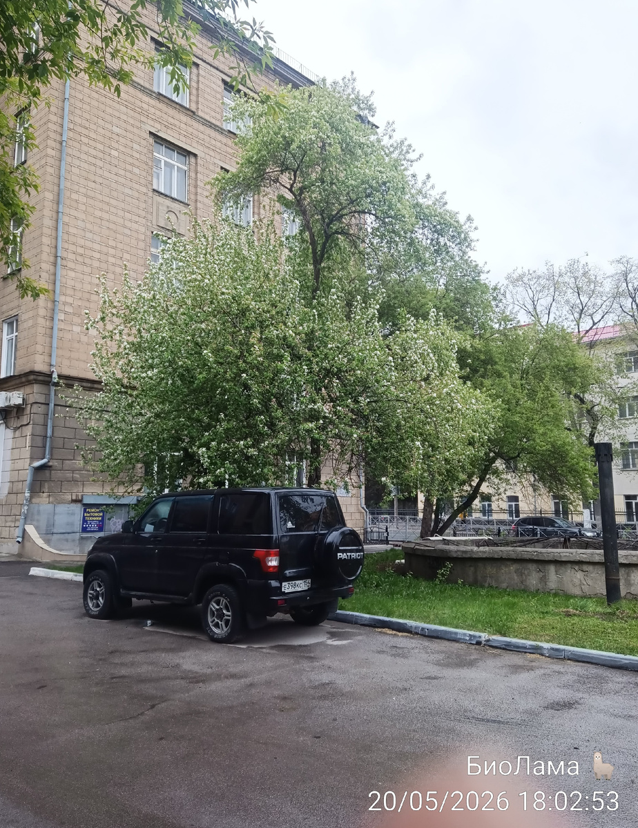 Последние яблони