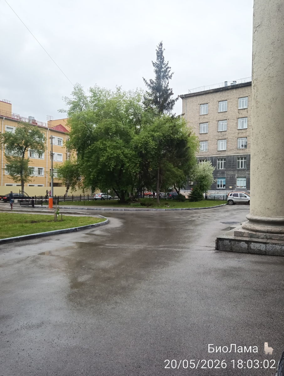 Одна яблоня осталась за забором