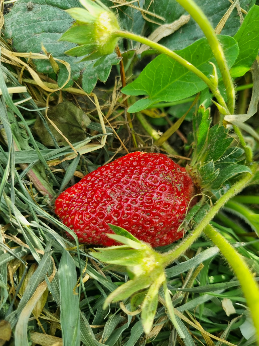 Мальвина