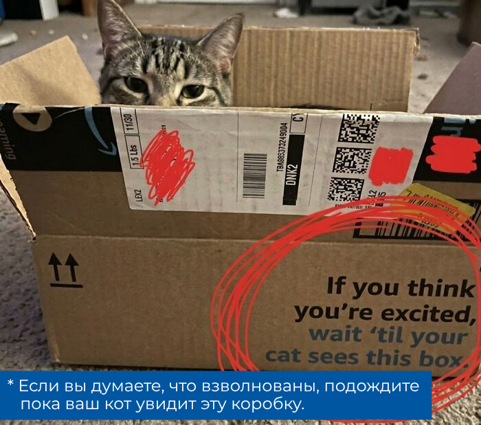 Источник: softcatmemes