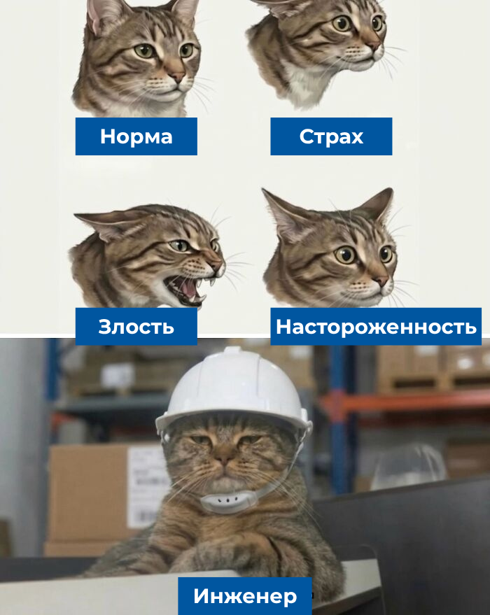 Источник: softcatmemes