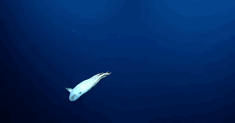 Этот осьминог Дамбо (Grimpoteuthis imperator) был снят в Национальном морском заповеднике Папаханаумокуакеа на Гавайях, недалеко от дна океана на глубине 1682 метра, организацией Ocean Trust. Источник: NA154.