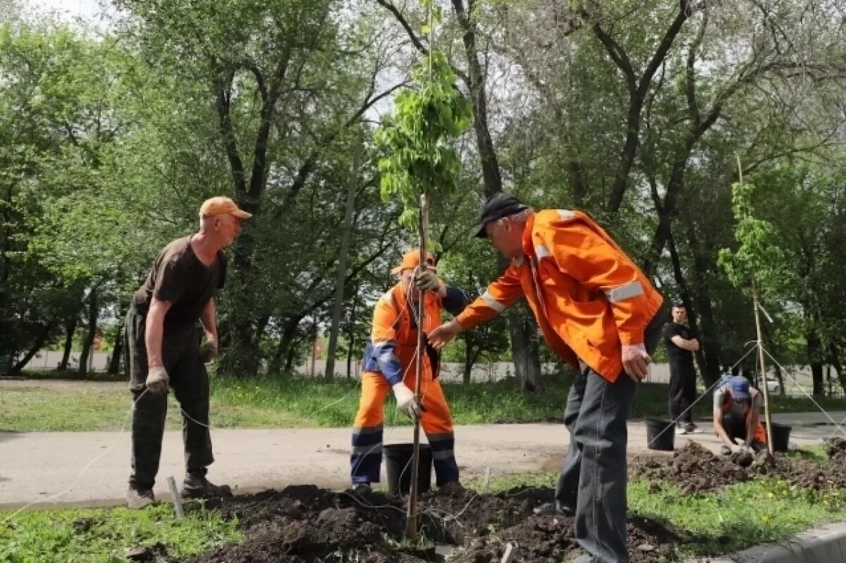    Более сотни берез и лип высадили на ул. Гагарина и Мориса Тореза в Самаре