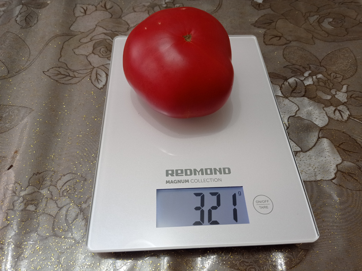 Помидор 321
