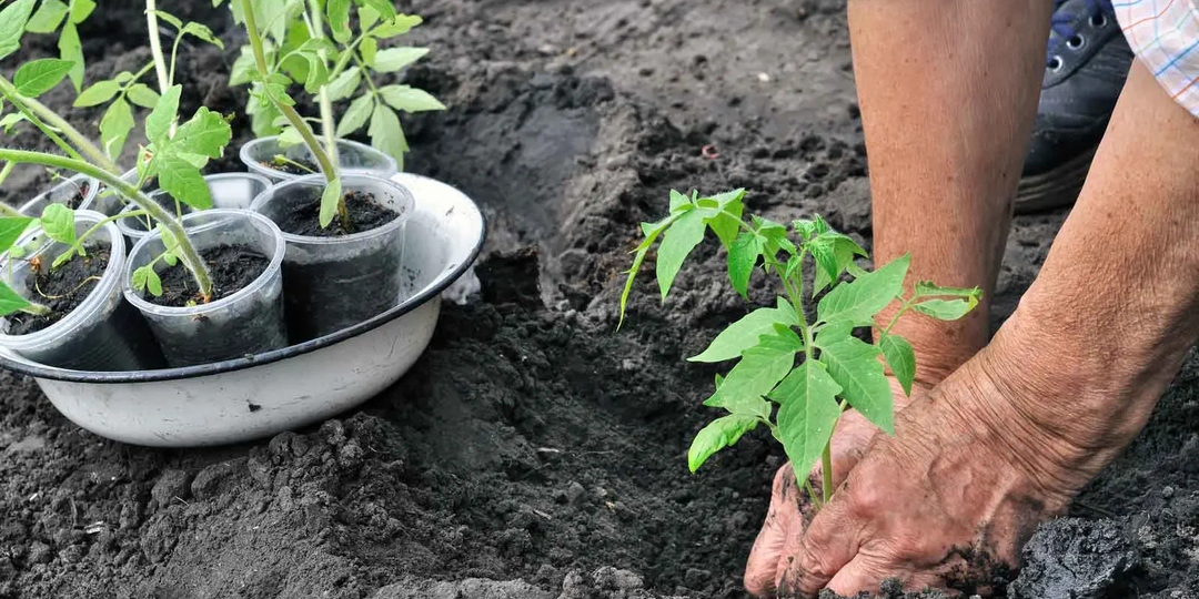 🍅 Бабульки плакали, ругались, но продолжали сажать помидоры. Или помидорные эпопеи на даче? 👵🌱