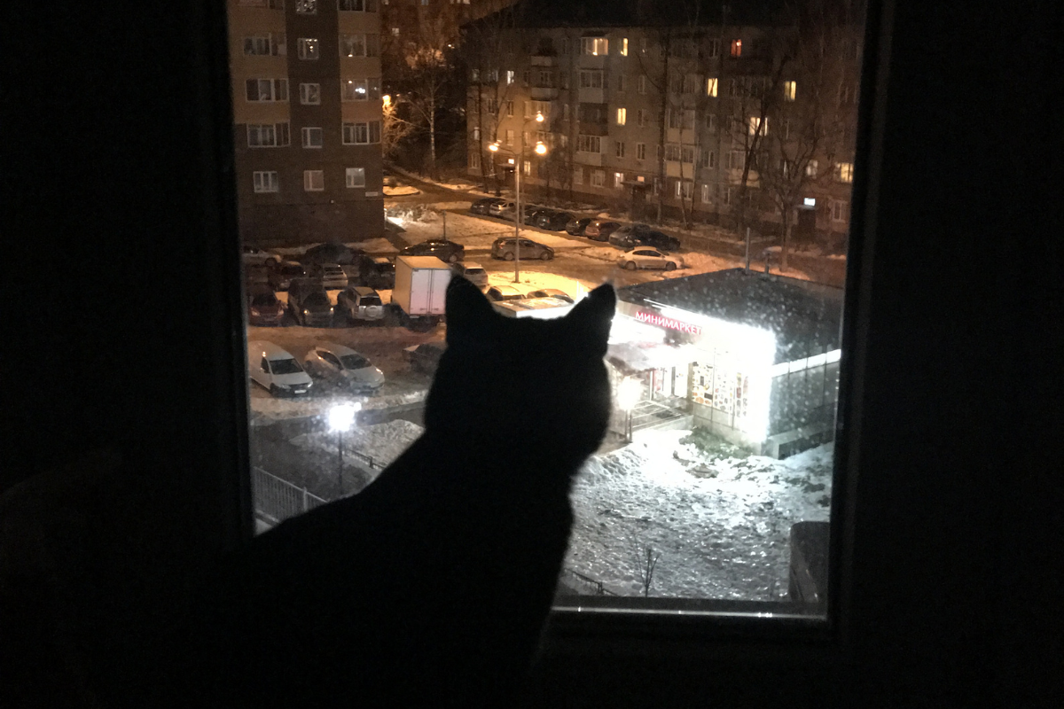 Почему кошка смотрит в окно ночью	