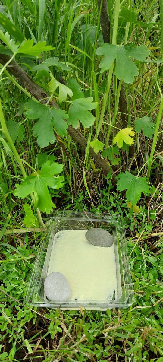 Ловушка под кустом смородины
