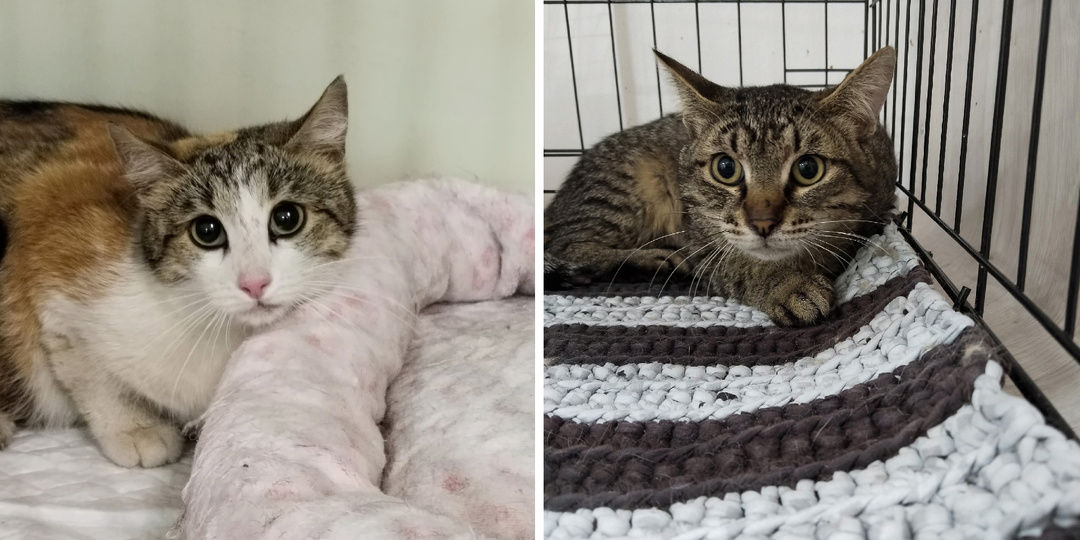Подопечные, которым нужна помощь прямо сейчас