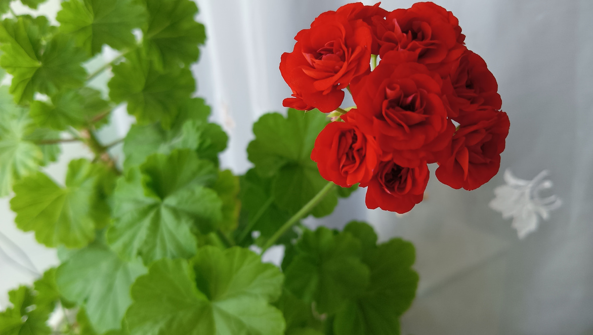 Розебудная пеларгония