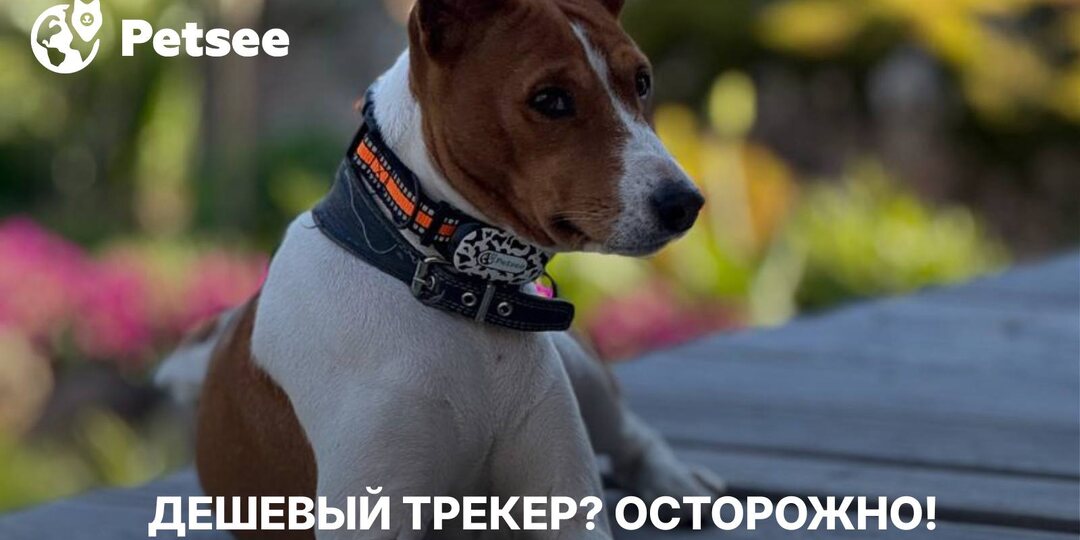 GPS-трекер за 990 рублей? Вот почему потом платят дважды