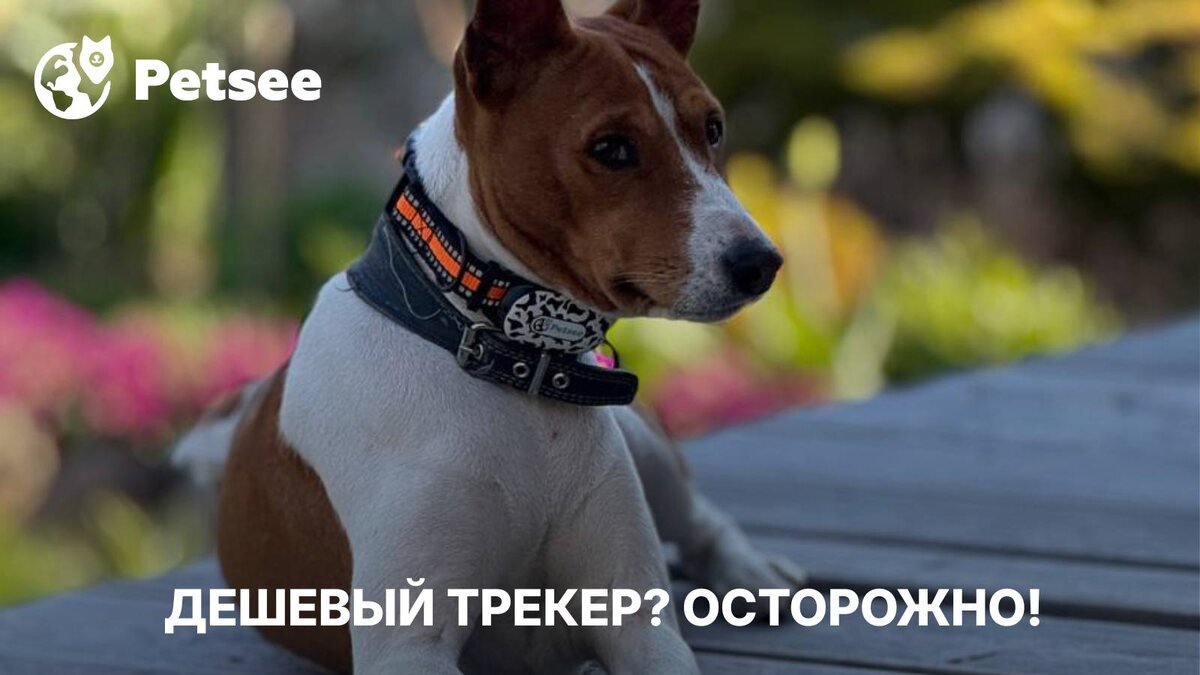GPS-трекер за 990 рублей? Вот почему потом владельцы животных платят дважды