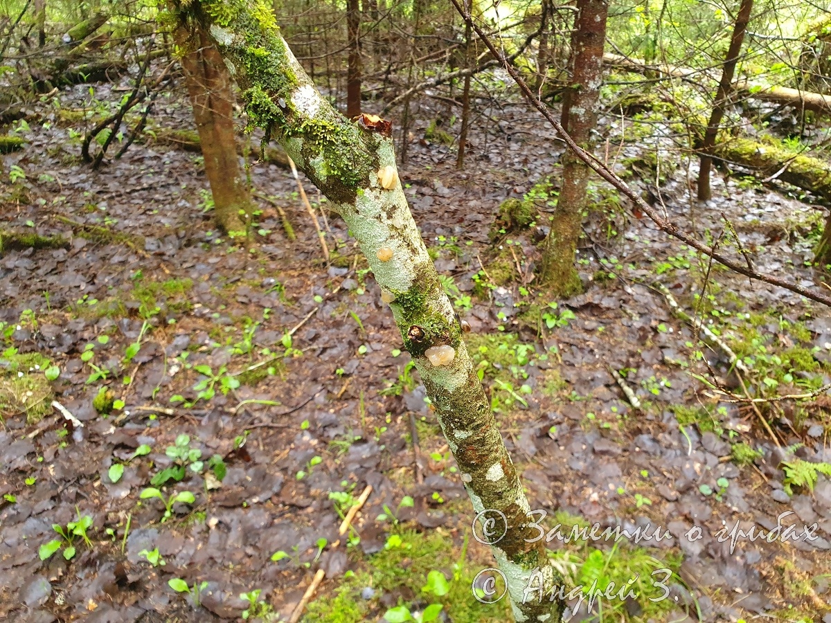 Дрожалка мозговая (Naematelia encephala)