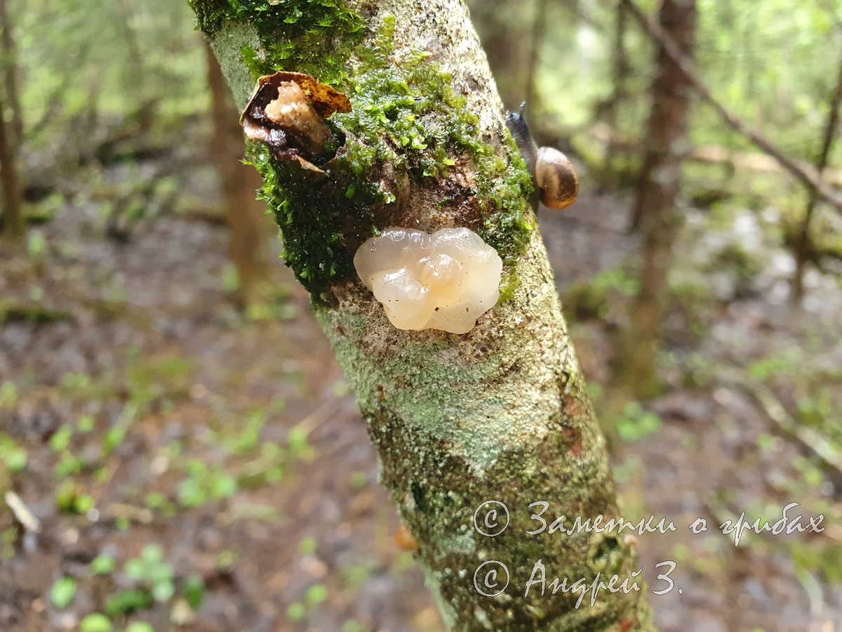 Дрожалка мозговая (Naematelia encephala)