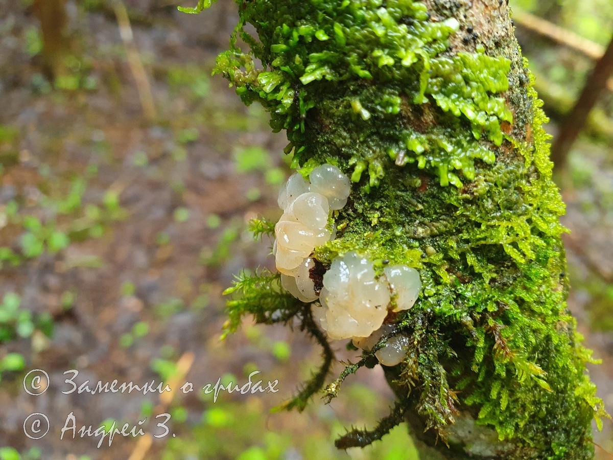 Дрожалка мозговая (Naematelia encephala)