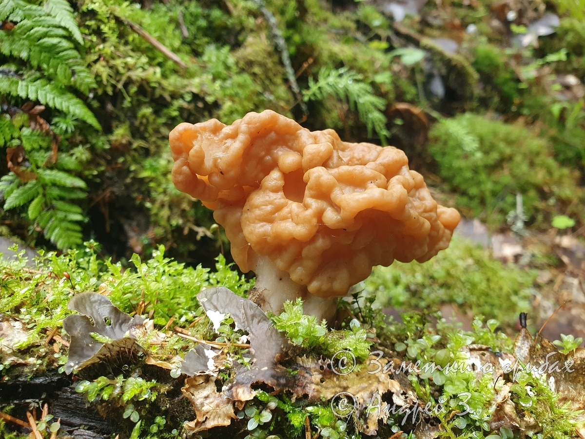Строчок гигантский (Gyromitra gigas)