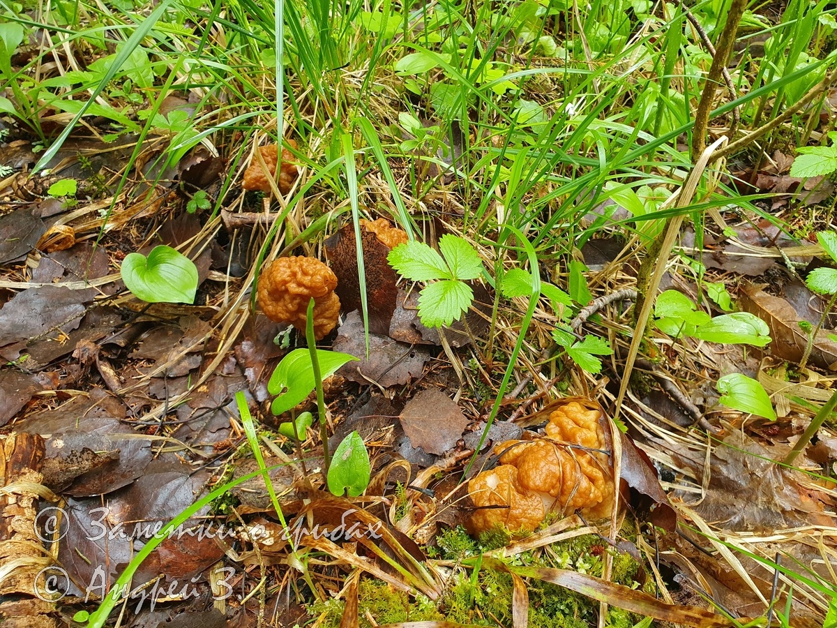 Строчок гигантский (Gyromitra gigas)
