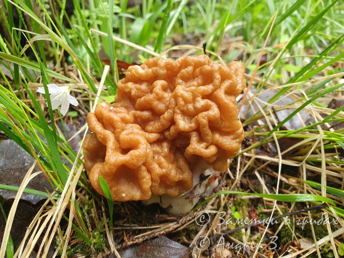 Строчок гигантский (Gyromitra gigas)