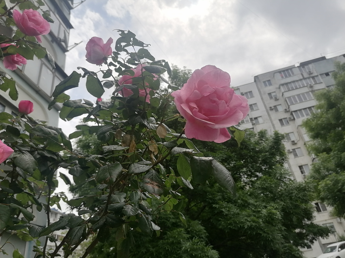 Розовые розы у соседнего дома