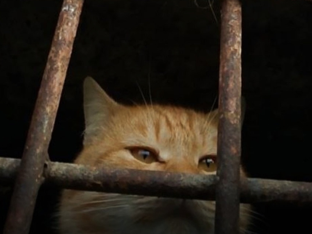 Рыжий отшельник