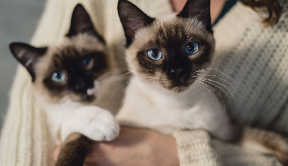 Одинаковы ли коты?