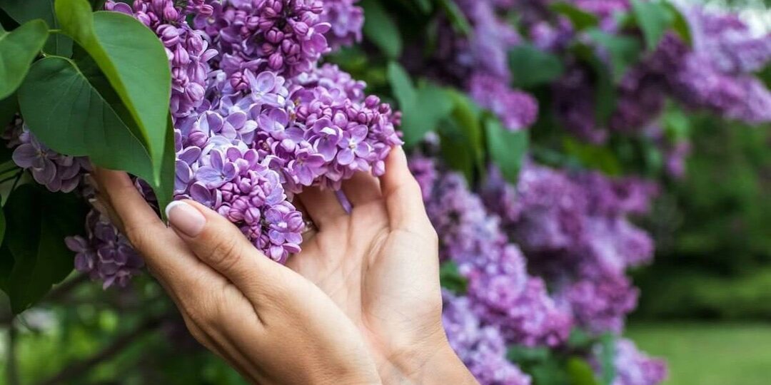 Можно ли ломать сирень и как вообще за ней ухаживать