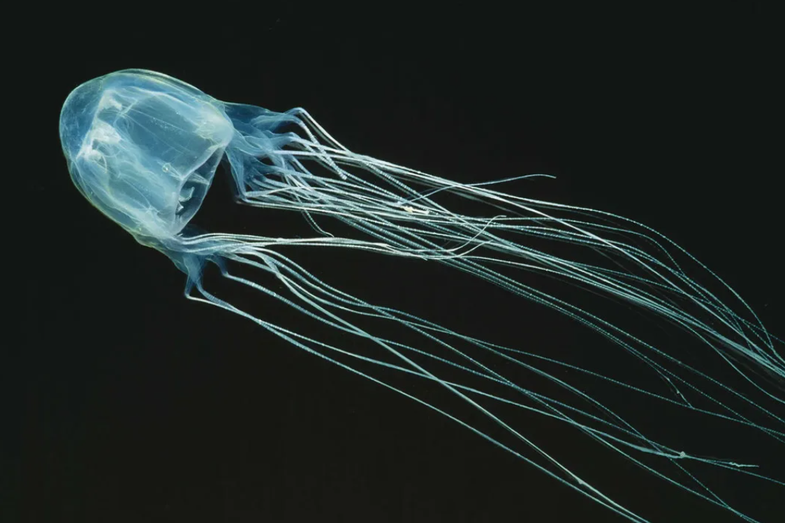 Chironex fleckeri