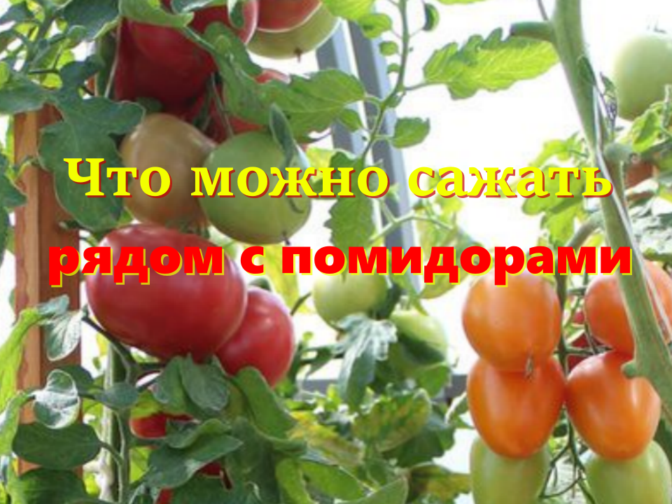 Что можно сажать рядом с помидорами