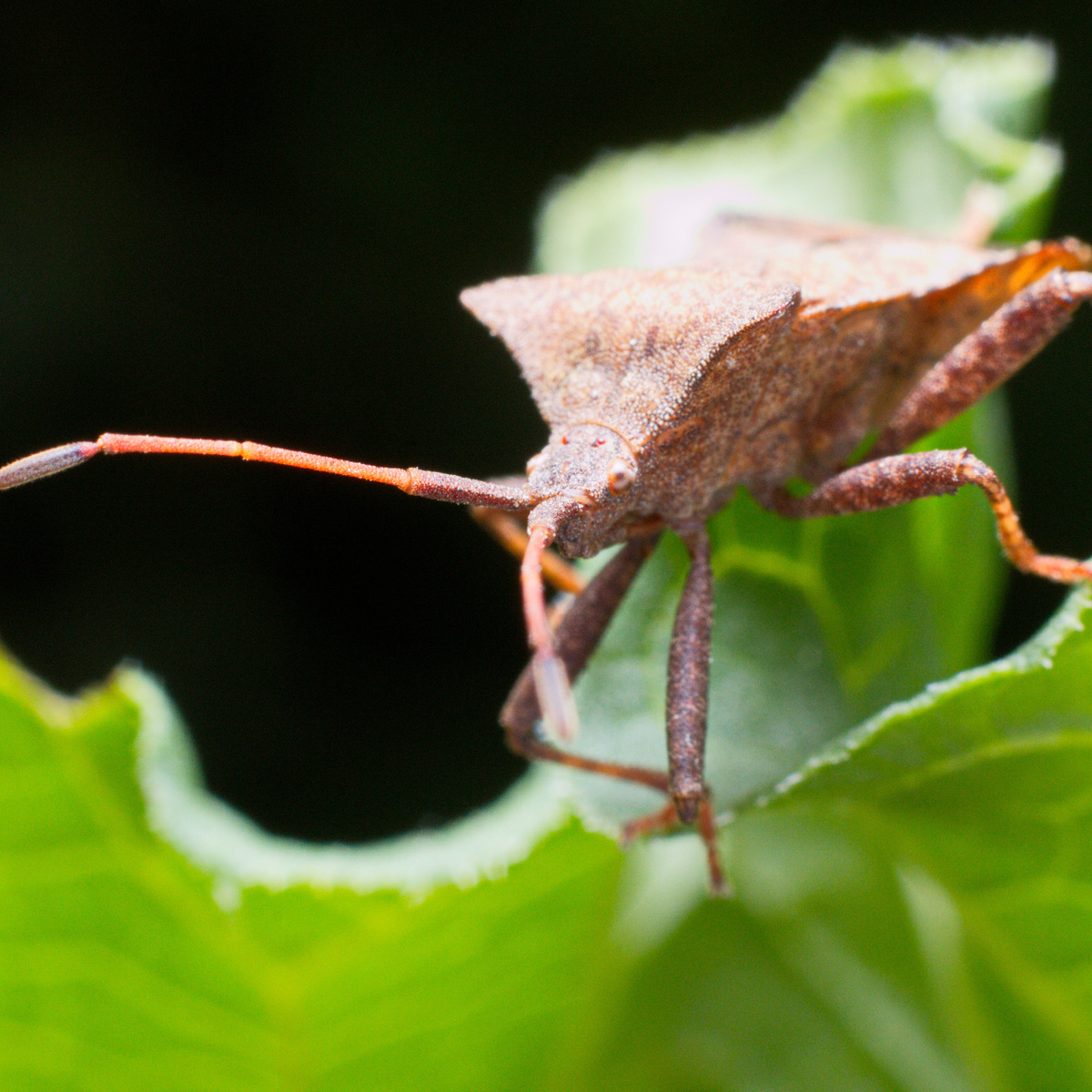 Краевик окаймлённый, или краевик щавелевый (лат. Coreus marginatus)