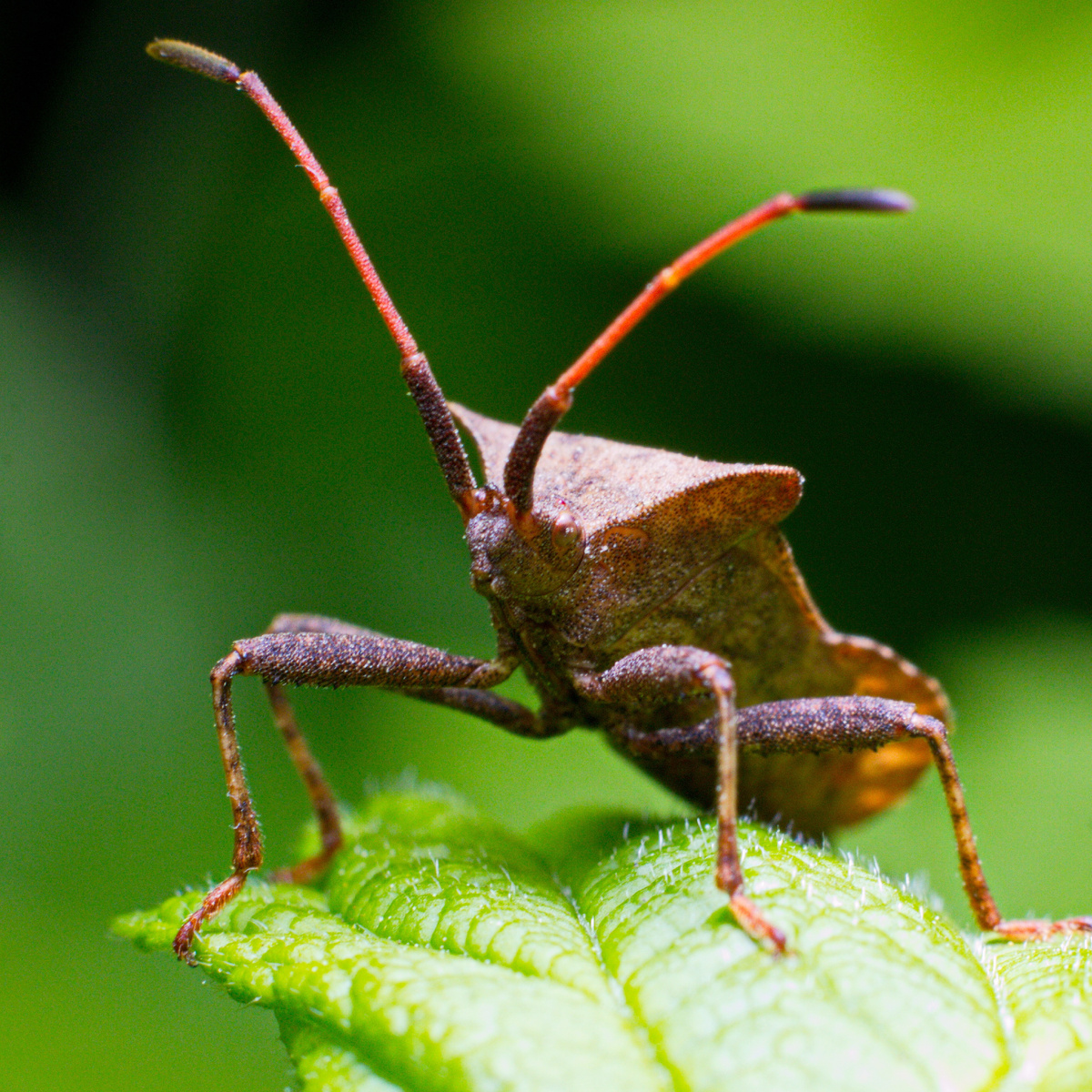 Краевик окаймлённый, или краевик щавелевый (лат. Coreus marginatus)