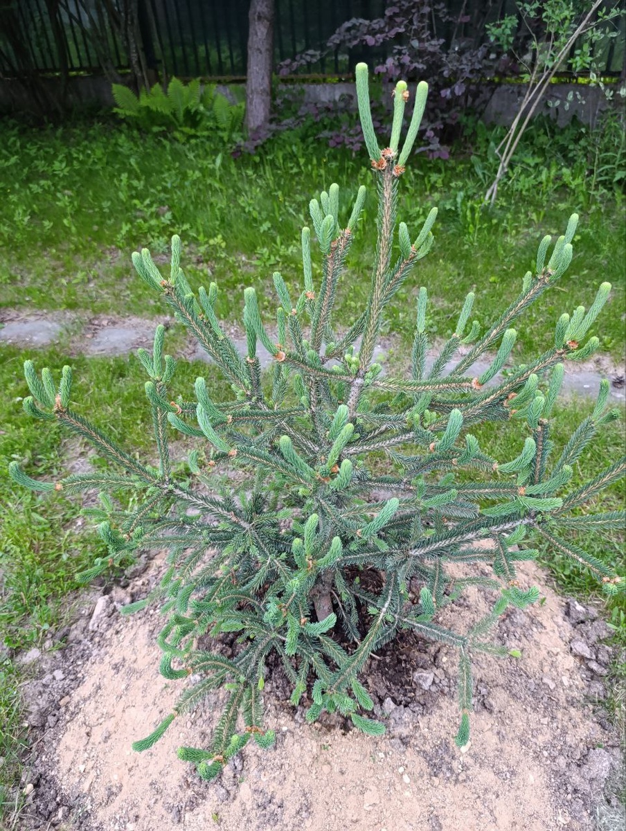 Picea glauca Araucarioides в саду Анны З.