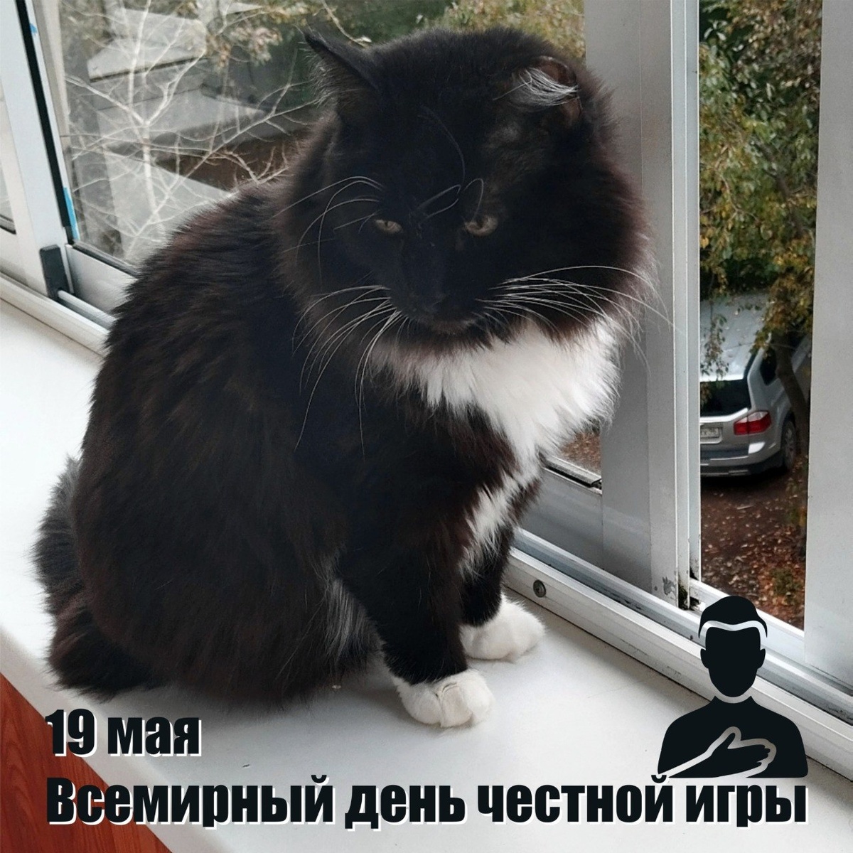 🐾 Комментарий Котейки Которого Не Пустили В Евросоюз, потому что он черный: