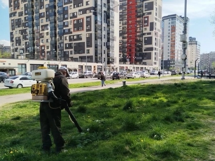     У муниципального образования тоже есть обязанность по искоренению инвазивного вида. Фото: пресс-служба администрации Заневского городского поселения.