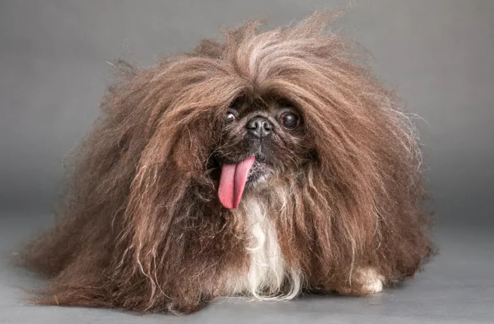 Как понять, что собака находится в стрессе? Фото: World’s Ugliest Dog Contest.