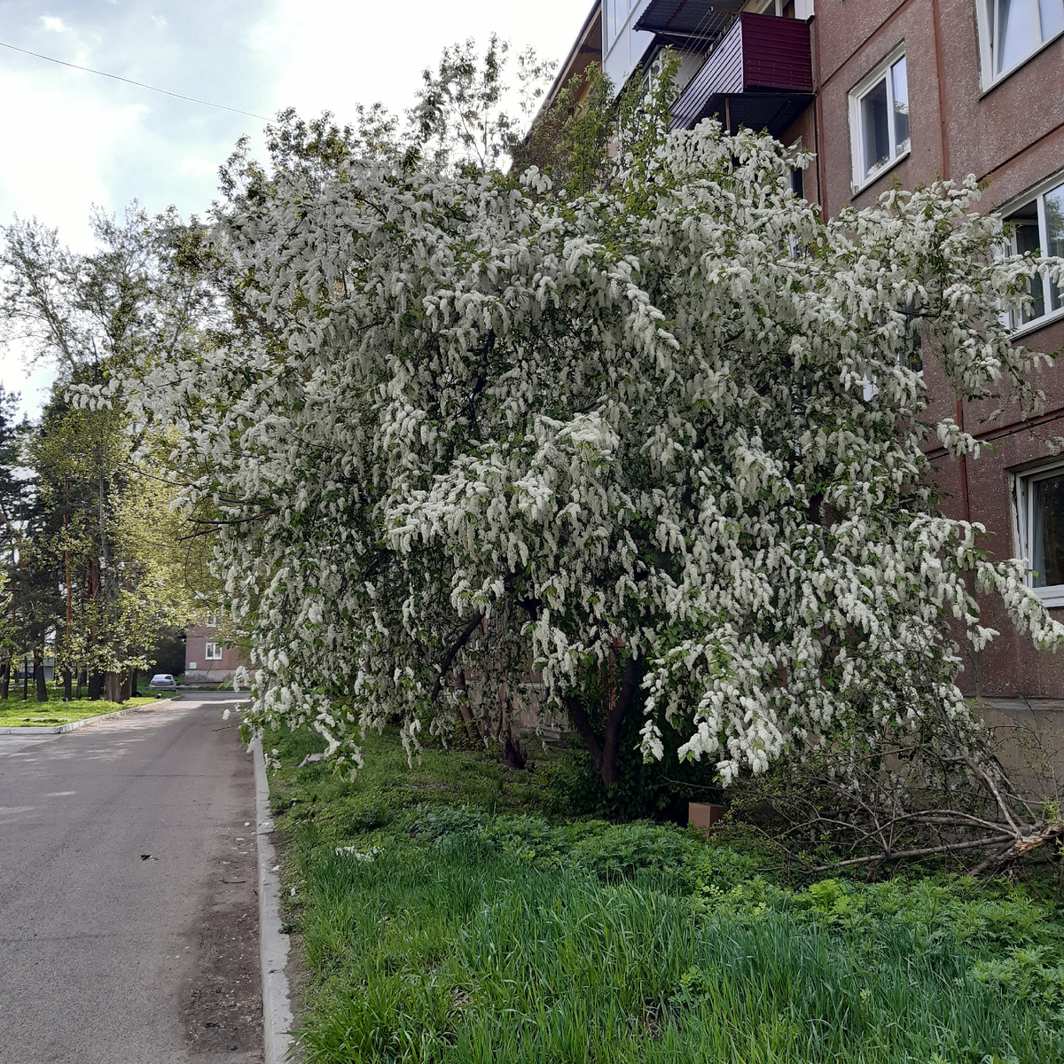 Черемуха нашего города. 2026 год на дворе 
