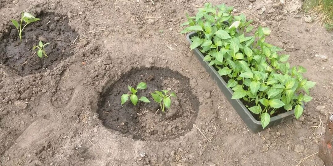 🌶️ Перец в открытый грунт: не будьте как мой сосед, который полил рассаду ледяной водой