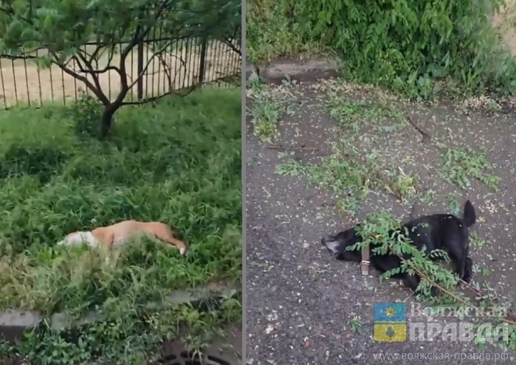 Скриншоты с видеозаписи Станислава📷    «Прыгнули за мячиком»: в Волгограде с лоджии 7-го этажа выбросили двух собак
