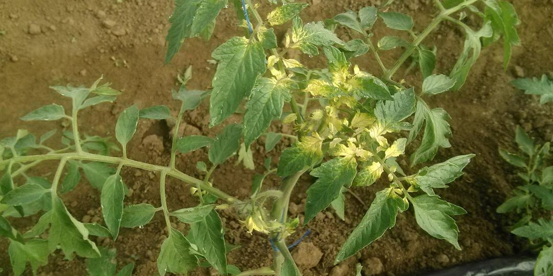 🍅 «Белые макушки у томатов после высадки: почему так происходит и как быстро спасти растения» 🍅