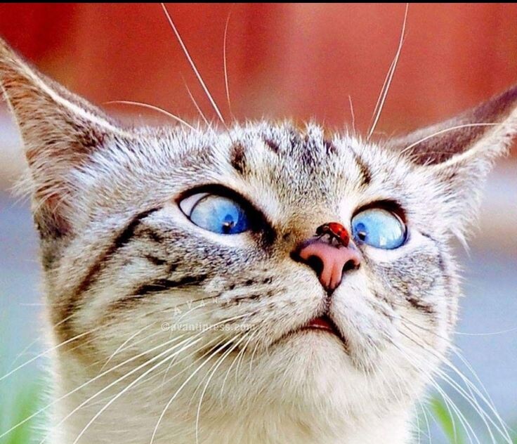Картинка с сайта pinterest.com