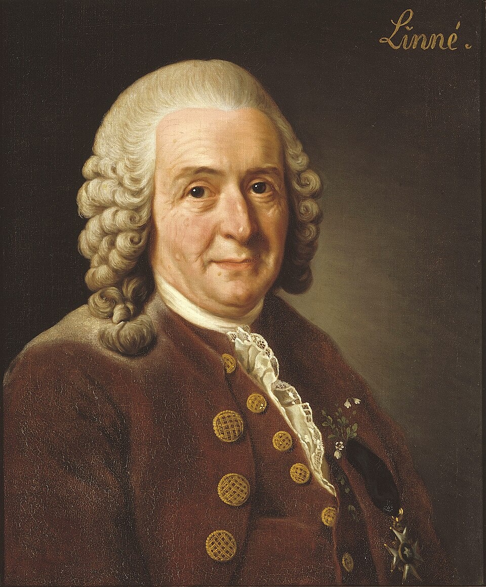 Карл Линней. Портрет работы Александра Рослина, 1775 год. Источник: Wikimedia Commons. Public Domain.