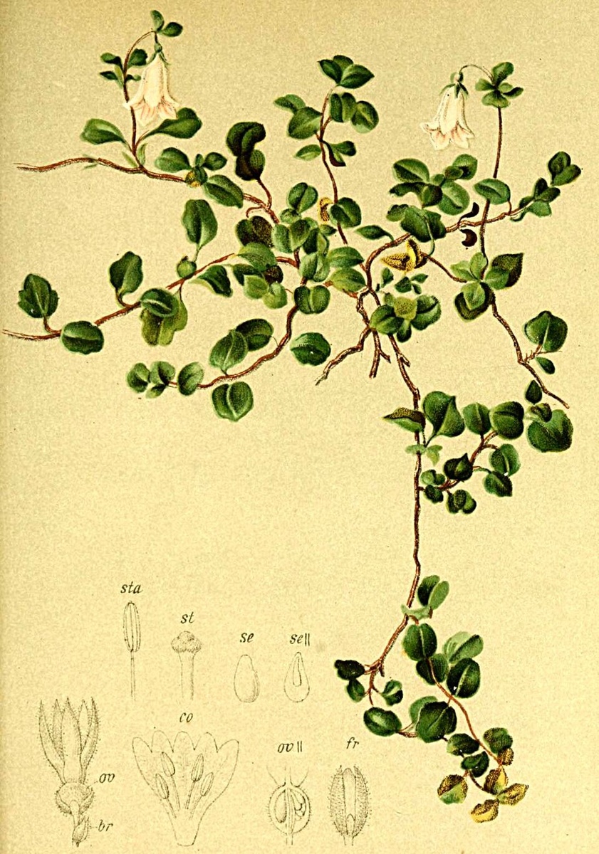 Линнея северная, Linnaea borealis — растение, ставшее одним из символов Карла Линнея. Ботаническая иллюстрация. Источник: Wikimedia Commons