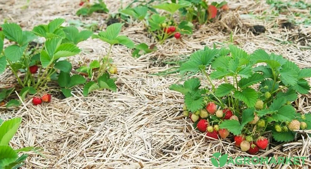 agro-market.net